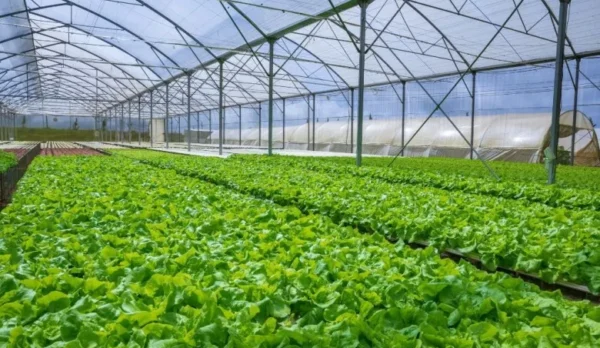 Estufa Agrícola de Policarbonato