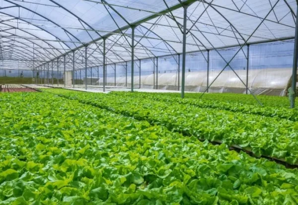 Estufa Agrícola de Policarbonato Estufa Agrícola de Policarbonato