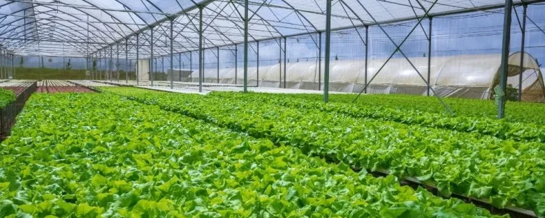 Estufa Agrícola de Policarbonato