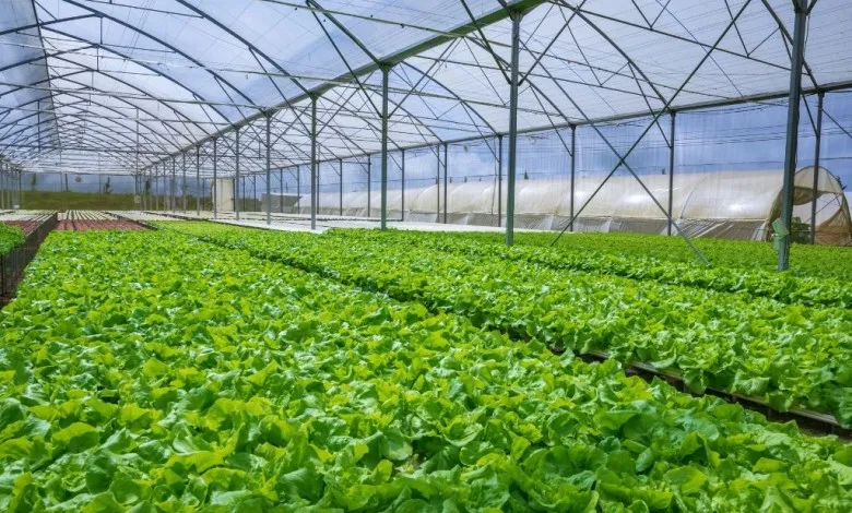 Estufa Agrícola de Policarbonato